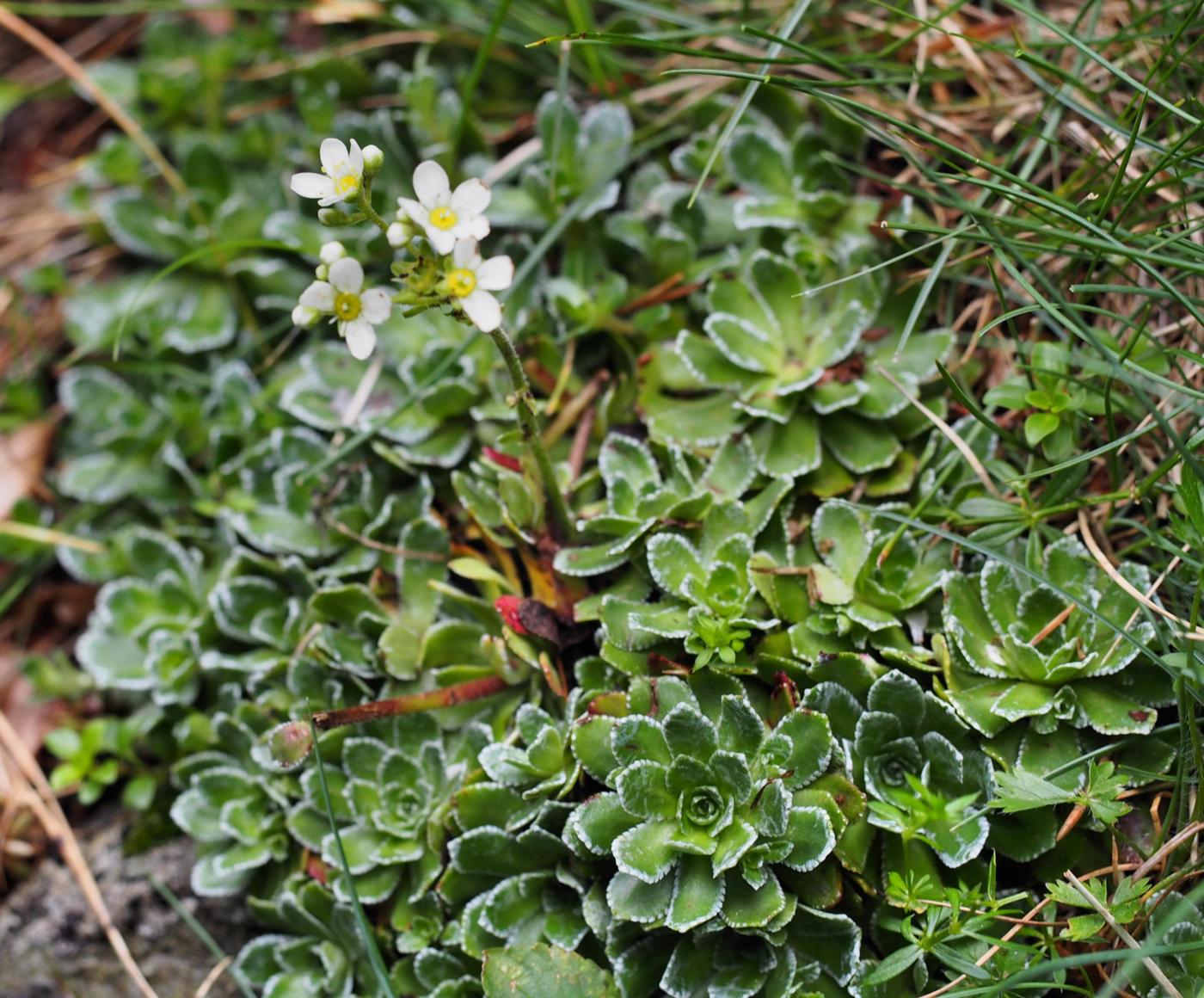 Saxifrage, Livelong plant